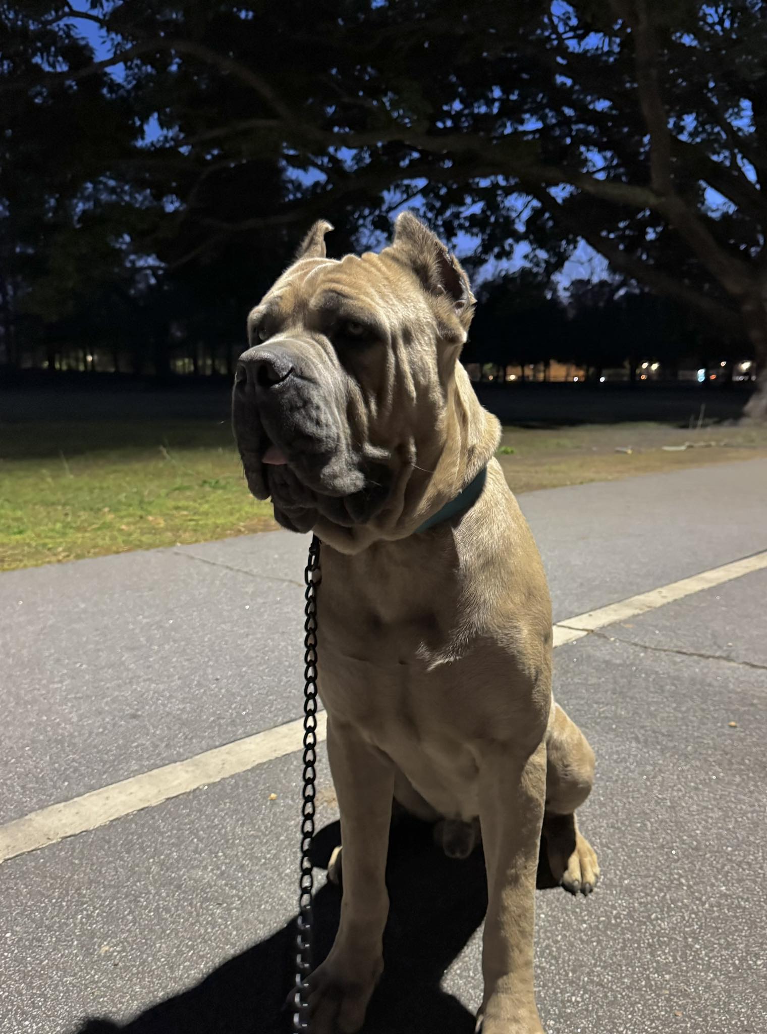 Ezra - Stella's Stud