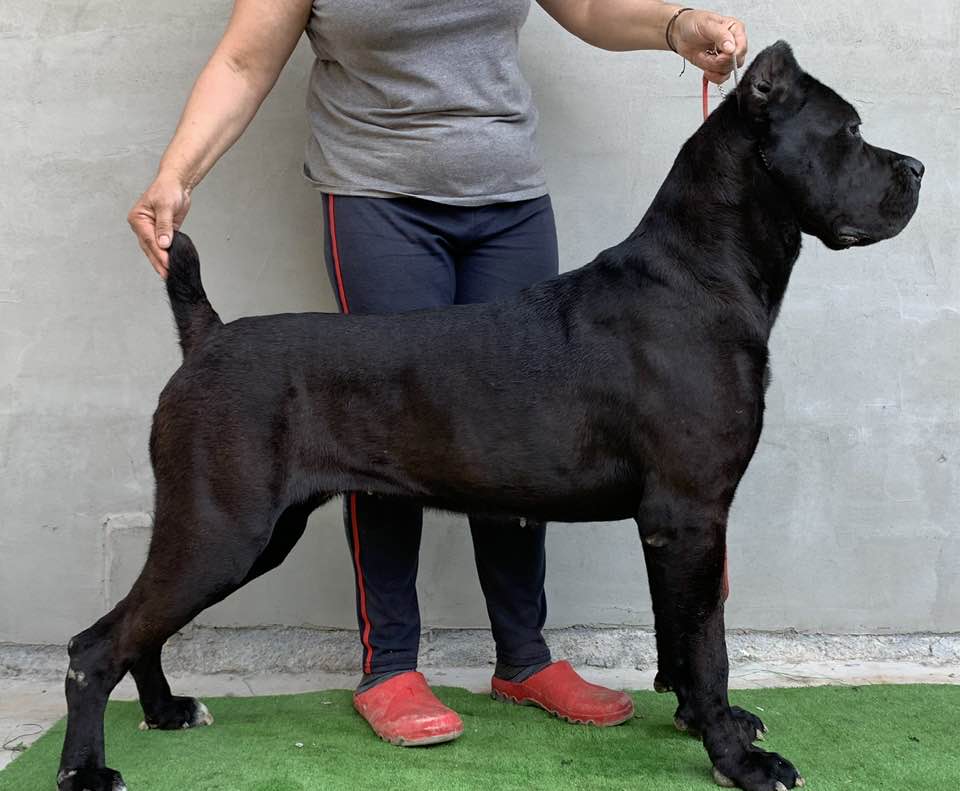 Luna - Stella's Mom