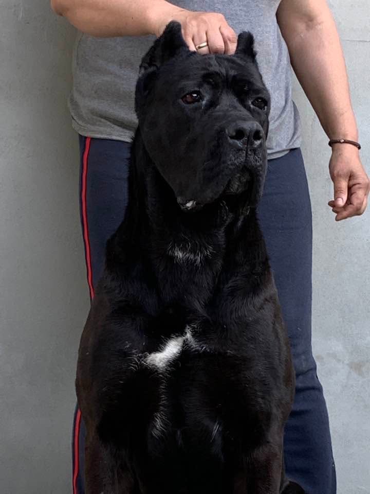 Luna - Stella's Mom