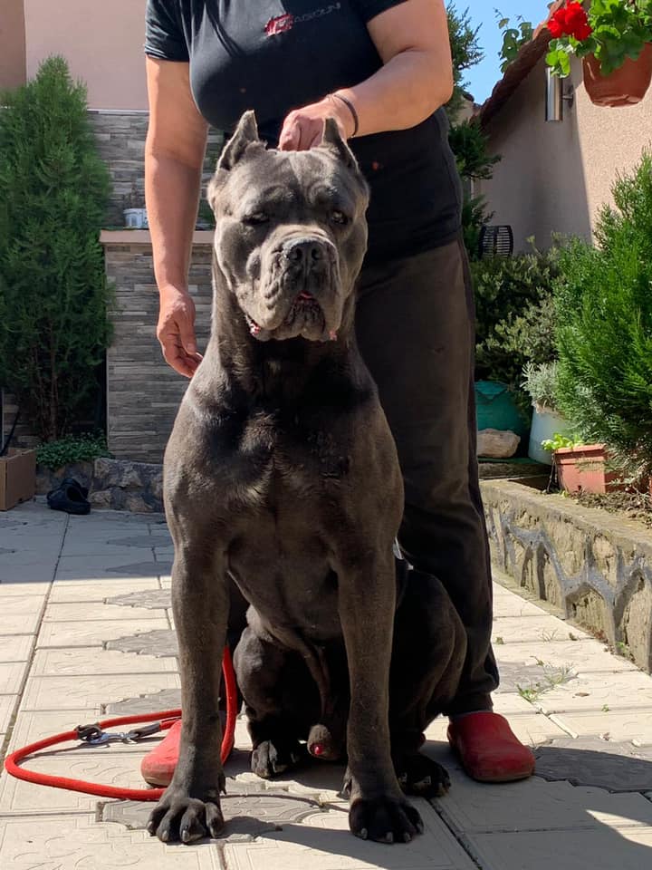 Max - Stella's Dad