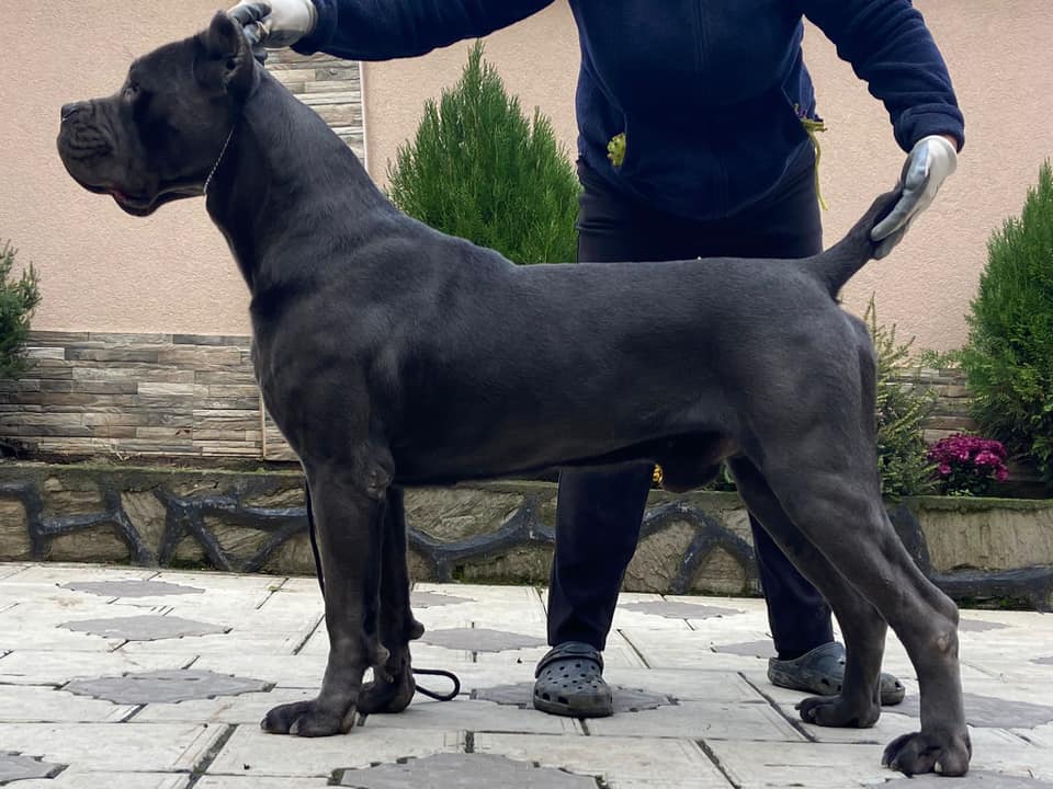 Max - Stella's Dad